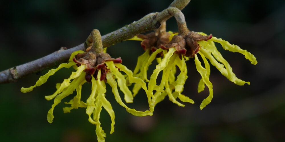 hamamelis-plant