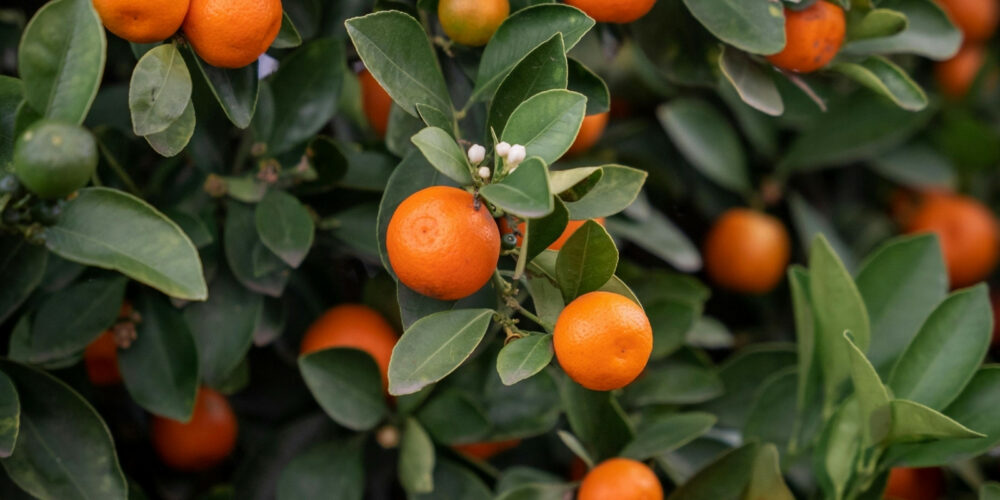 Bath & Shower Gel Mandarin & Green Tea5